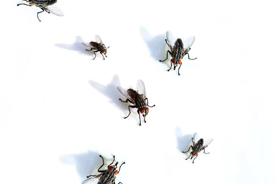 large house flies on a white background