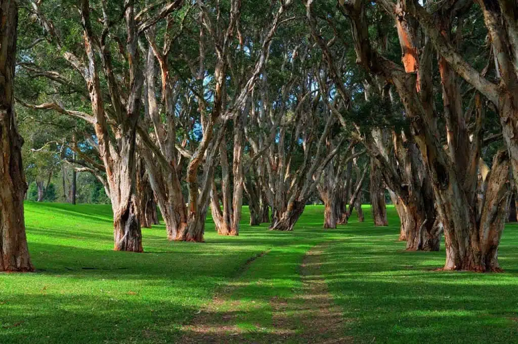 Park
