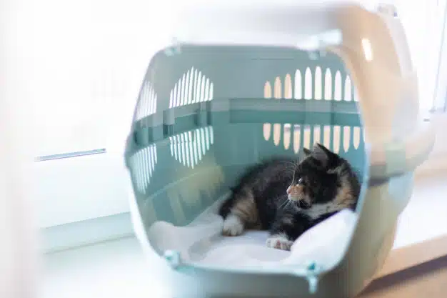cat-sits-carrier-animals