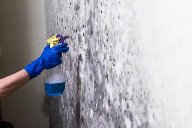 removing-mold-wall-room