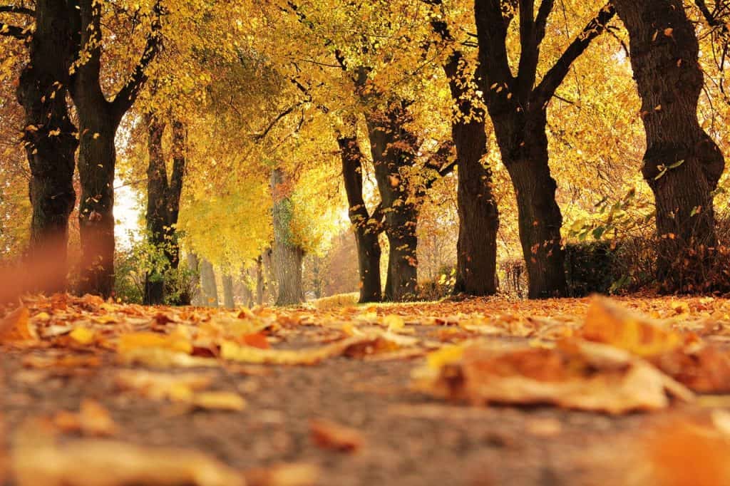 Tree leaves changing colour during autumn