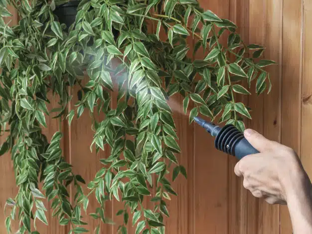 Cleaning plants