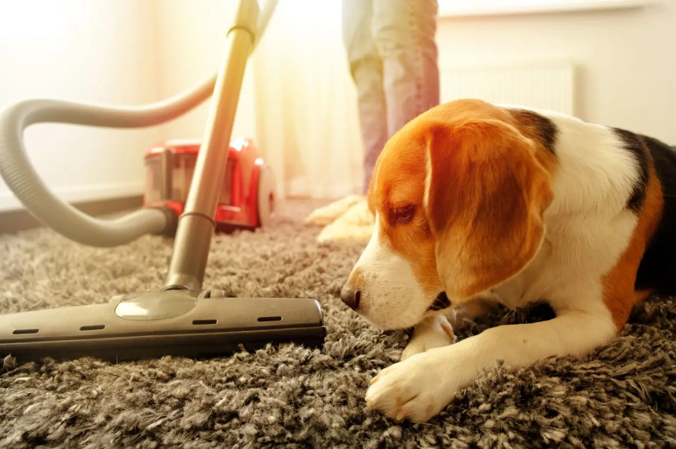 beagle dog sitting on a grey carpet next to a red vacuum cleaner
