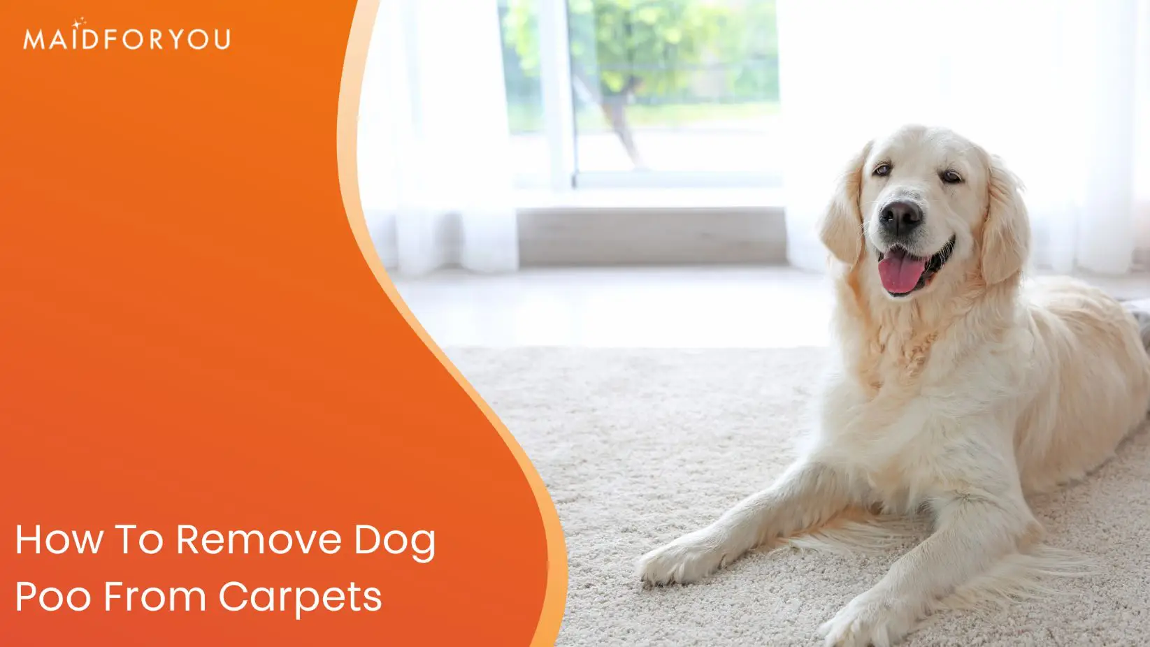 how to remove dog poo from carpets custom graphic