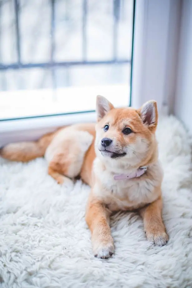 yellow and white shibu inu with pink collar on a plush white rug
