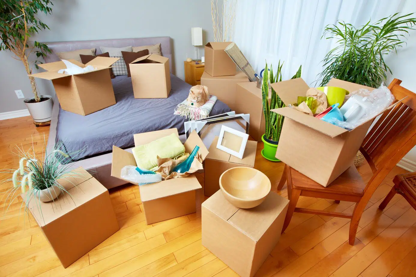 large room with wooden floor filled with moving boxes and a cat sitting on a queen size mattress in the background