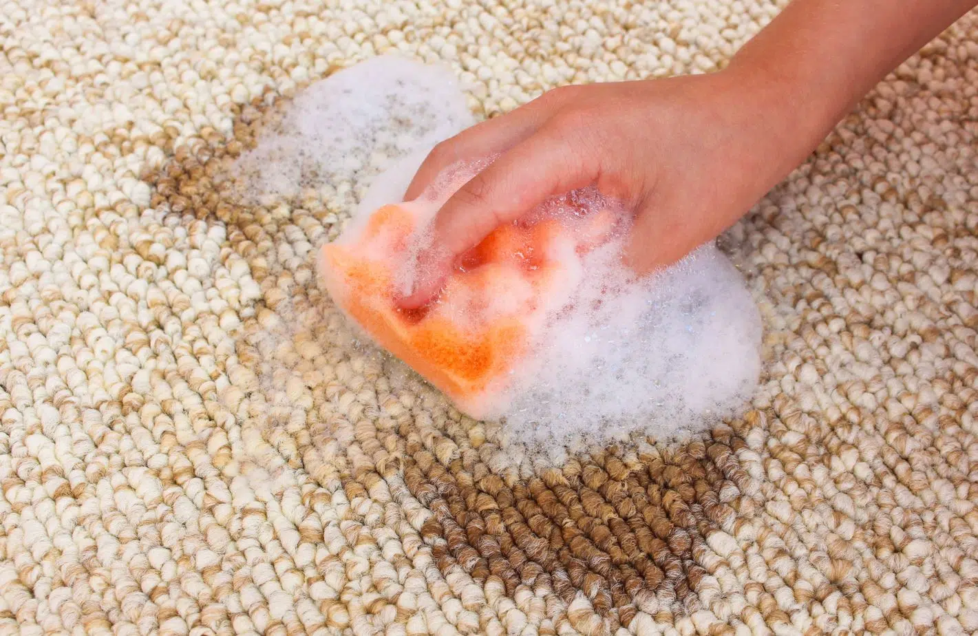 person using orange sponge and soapy cleaning solution to clean coffee out of white carpet