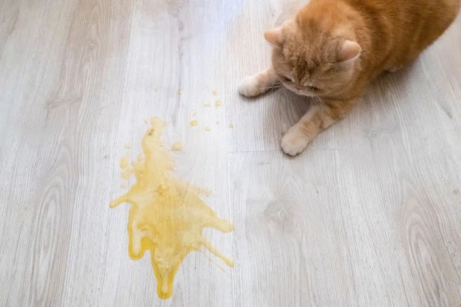 cat looking at pee on a hardwood floor