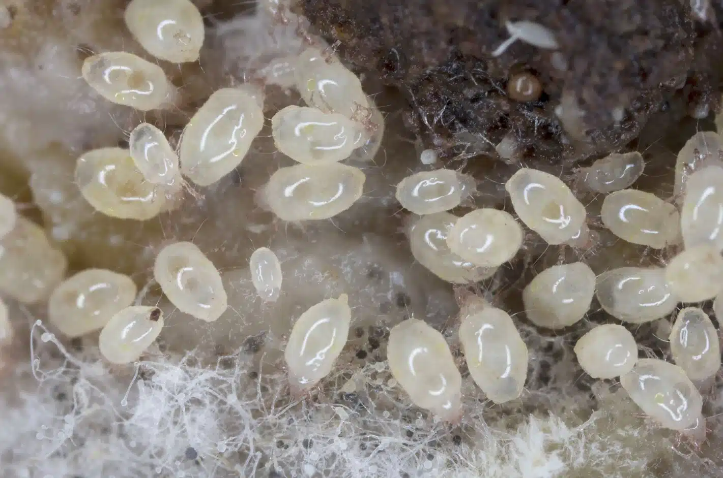 close up picture of dust mite infested carpet