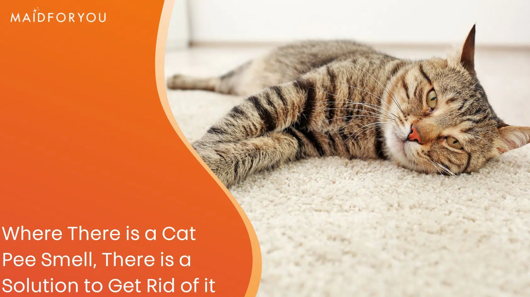 how to get rid of cat pee custom graphic