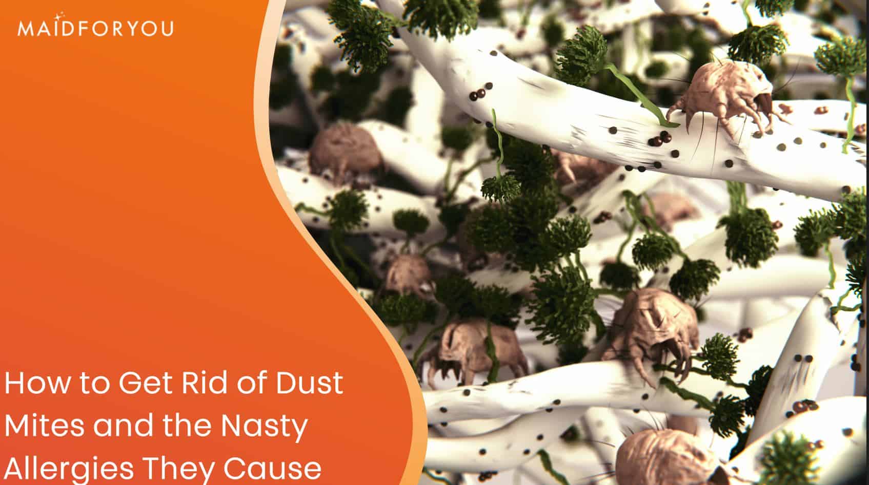 how to get rid of dust mites custom graphic