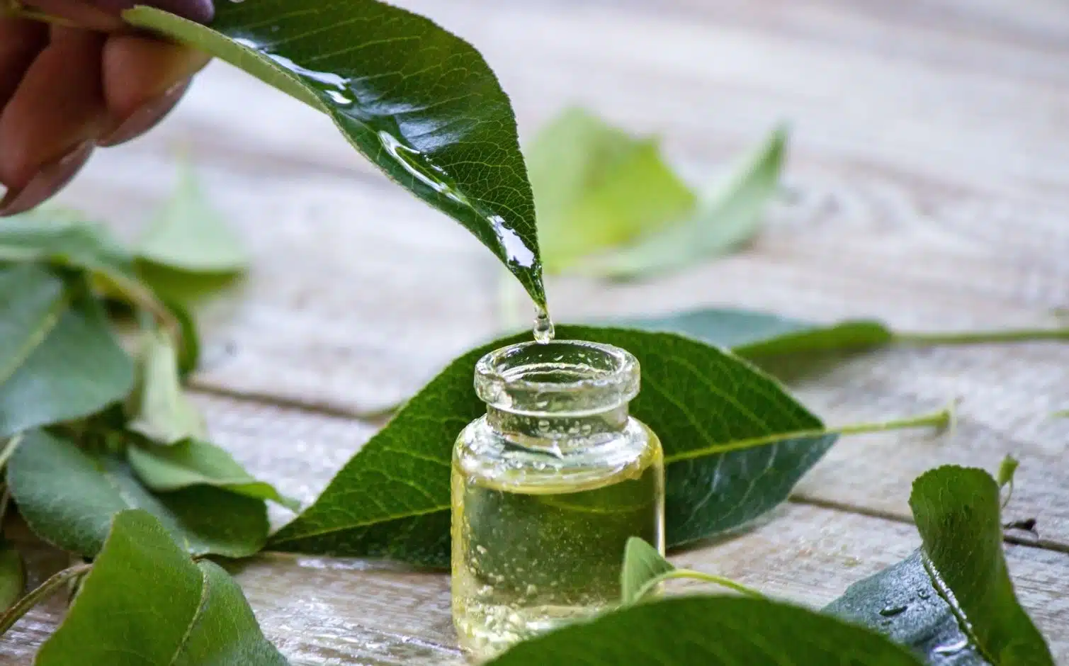 woman pouring tea tree oil into a small countainer
