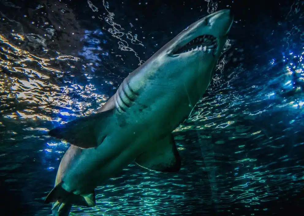 bottom view of Gray Nurse Shark in Sydney Aquarium