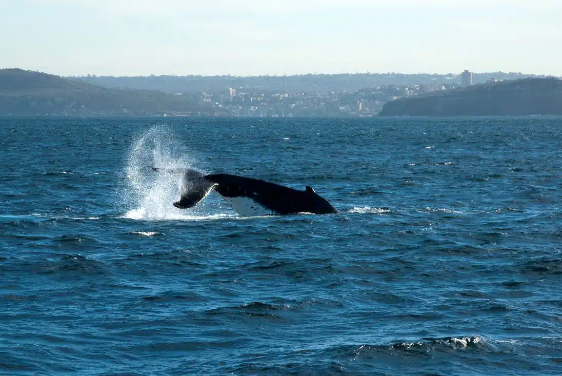 large whale breaching the water in Sydney Harbour