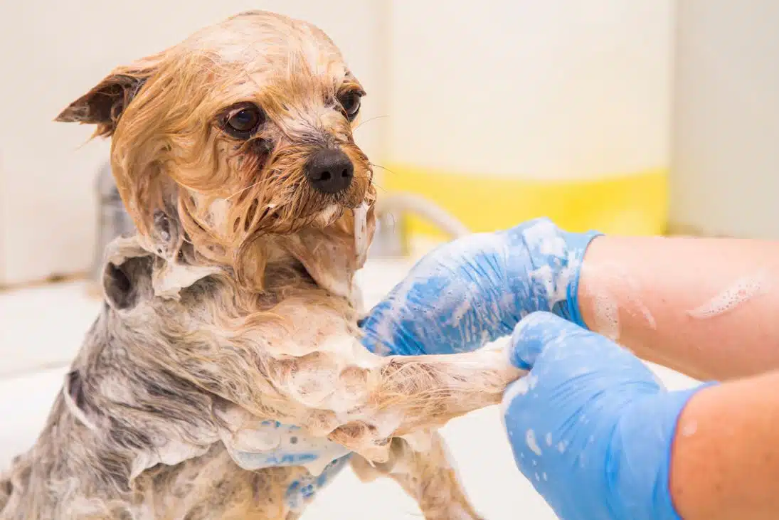 soapy dog being washed in a sink by person wearing blue gloves