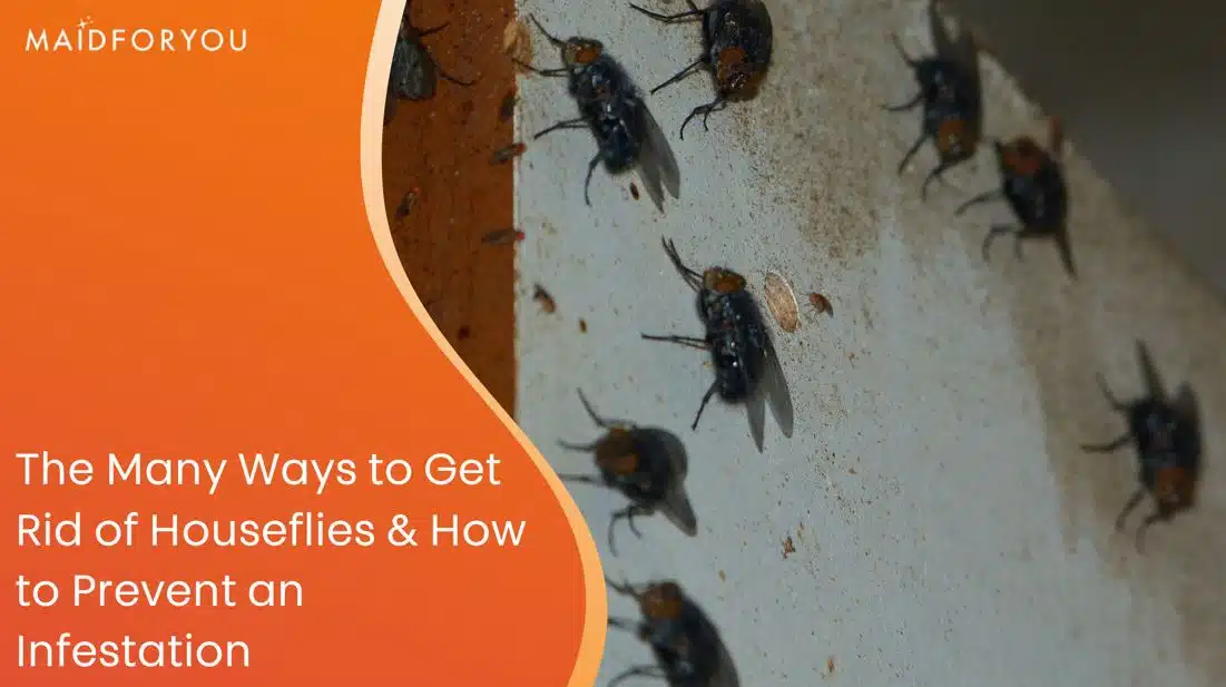 how to prevent houseflies custom graphic
